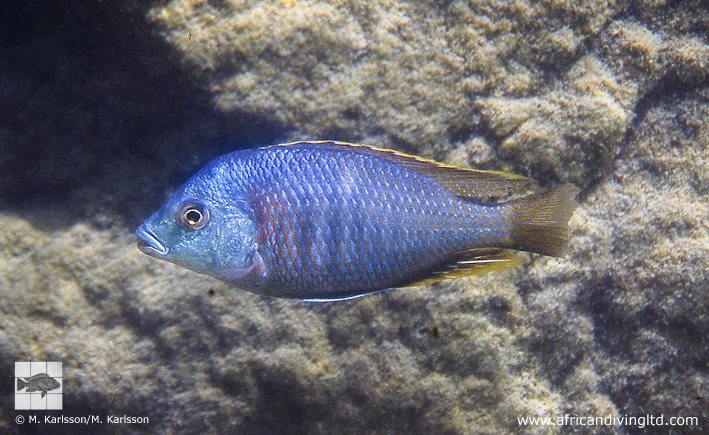Protomelas similis 'Ngkuyo Island'